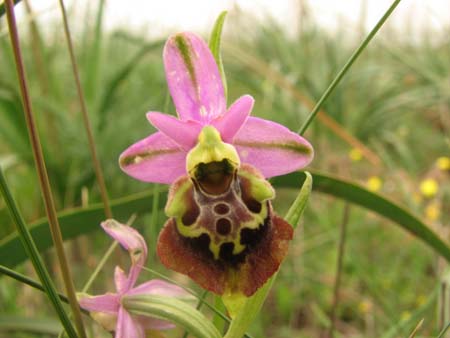 Ophrys apulica & O.  parvimaculata